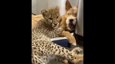 Cheetah and their Canine companion
