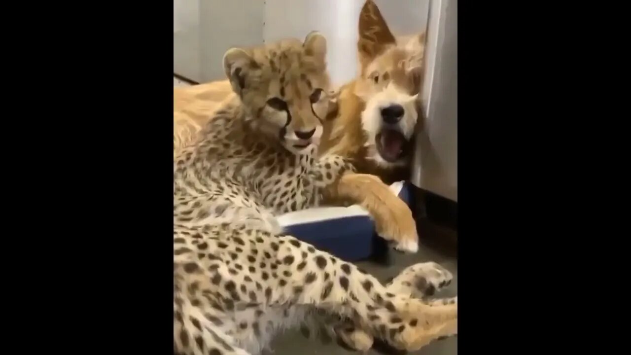 Cheetah and their Canine companion