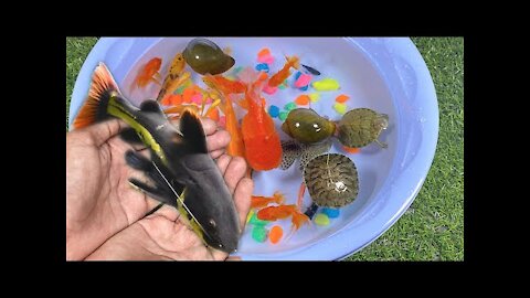 Amazing Catfish Betta Pleco Snail Carp Fish