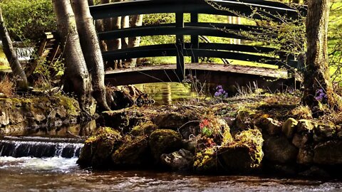 Forest Stream | Bubbling Water and Singing Birds.