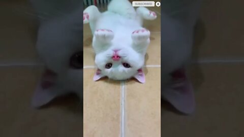 cute cat videos 😹 funny videos 😂 595 😻
