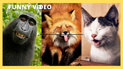 funny animales video