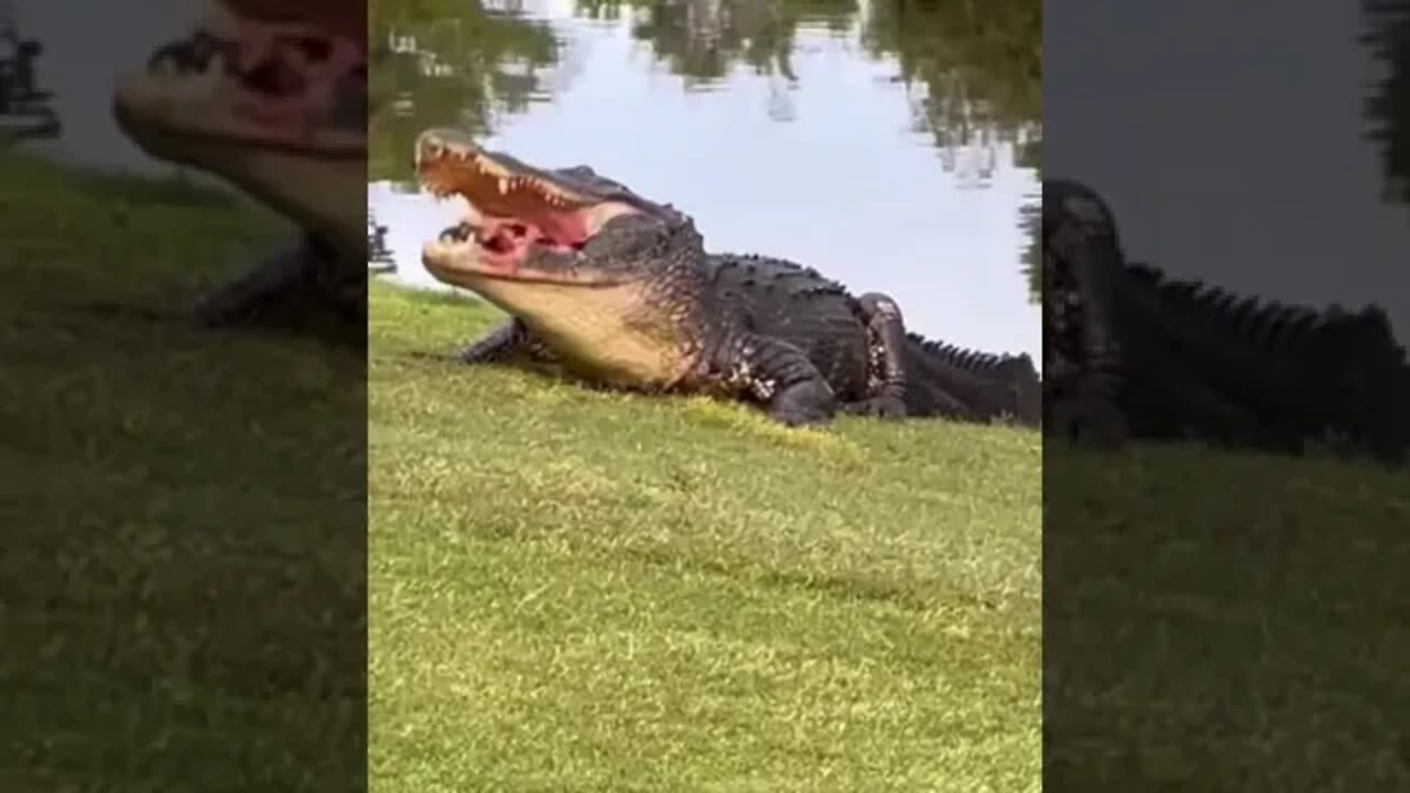Alligator having turtle for dinner #shorts