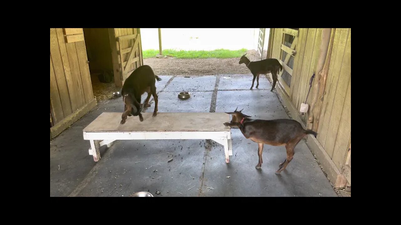 San Clemente Island Goats Table Dance 🕺