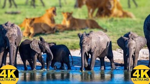 African Safari Jungle Animals | 4K Nature Jungle Animals Video