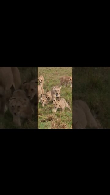 Maasai Mara Sightings Today 28/01/22 (Lions, Cheetah, etc) | Zebra Plains | #shorts