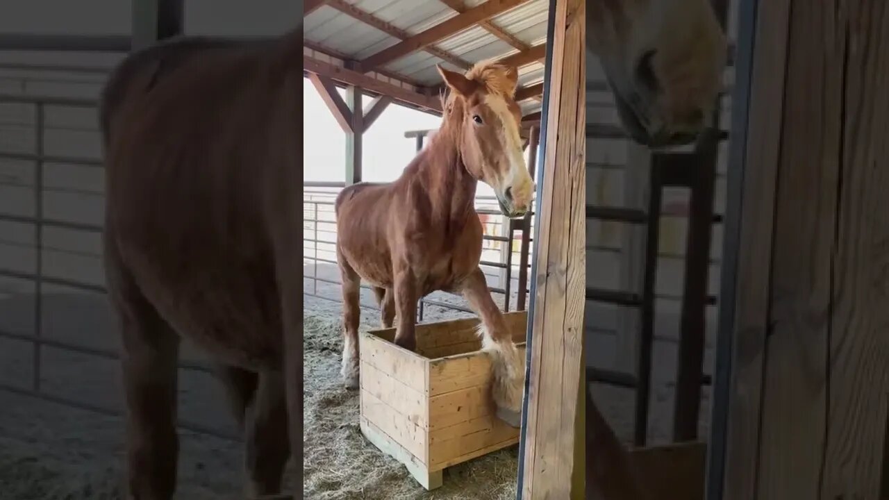 Super smart rescued draft horse 🤦‍♀️ #shorts #shortvideo #rescued #horse