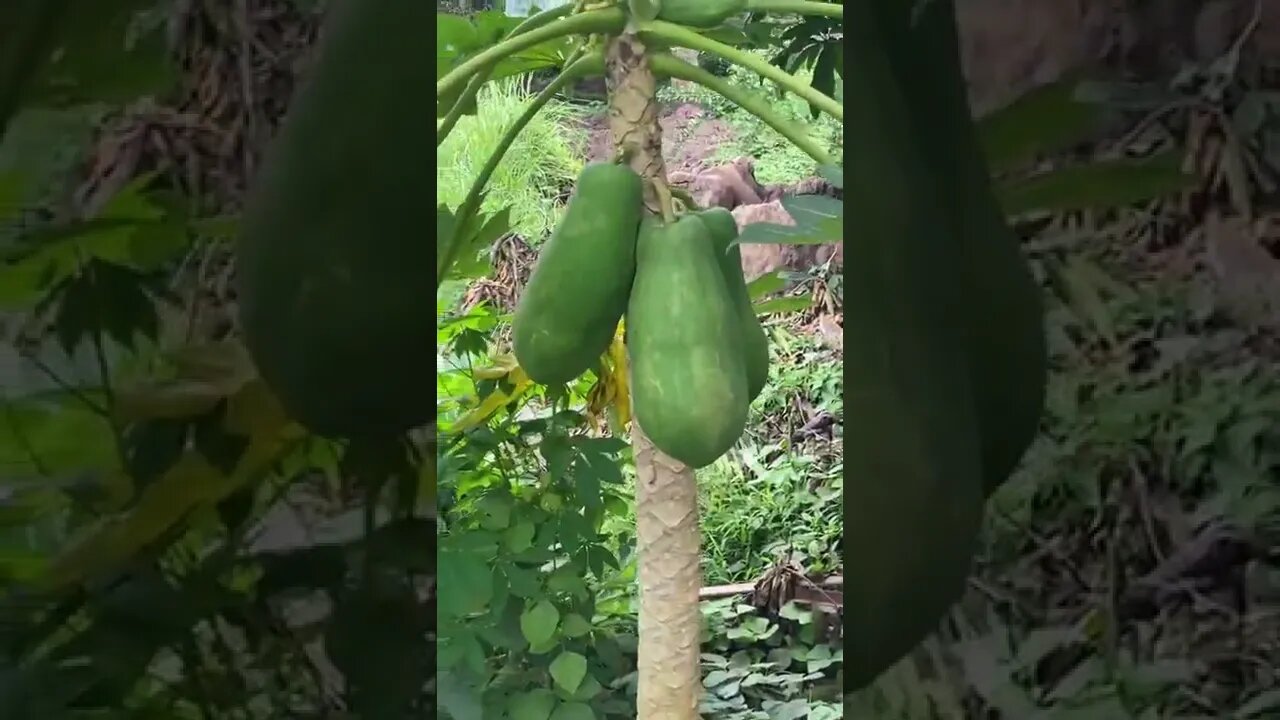 3 Papaya at Cactus Farm Bansalan Philippines 2022