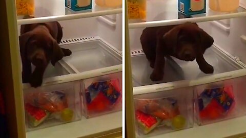 Dog in the fridge doesn't want to go out anymore