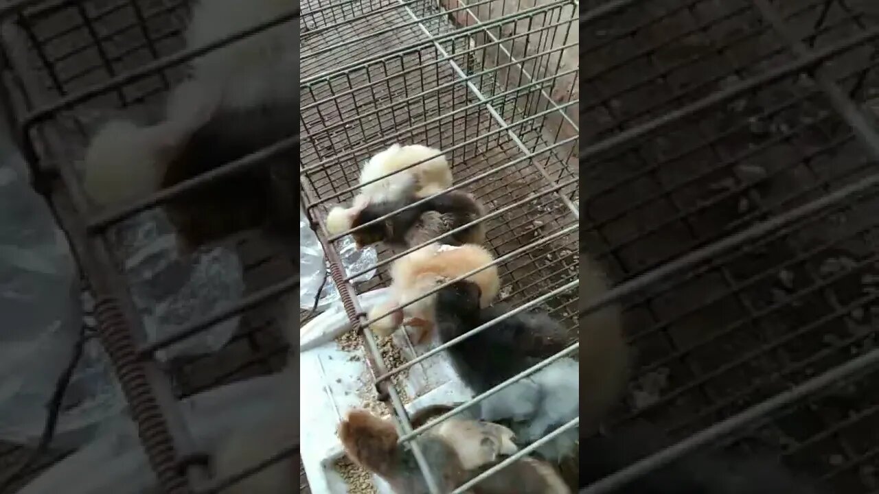 pintinhos de casa agropecuária pescoço pelado vermelho e caipira melhorado