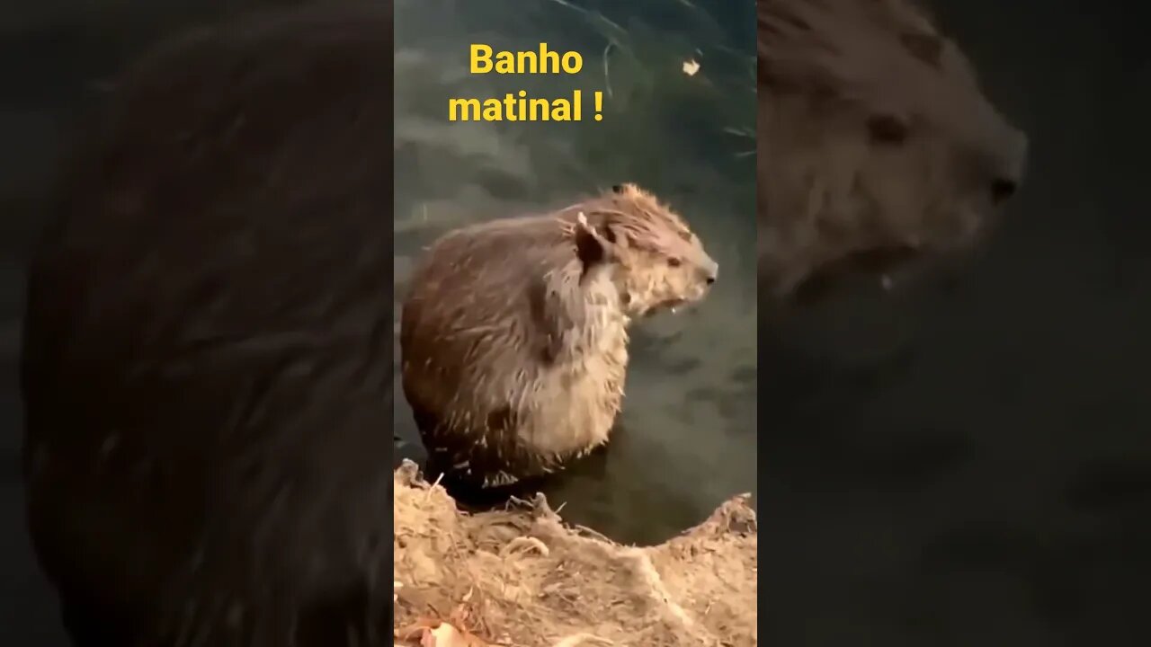 Banho matinal