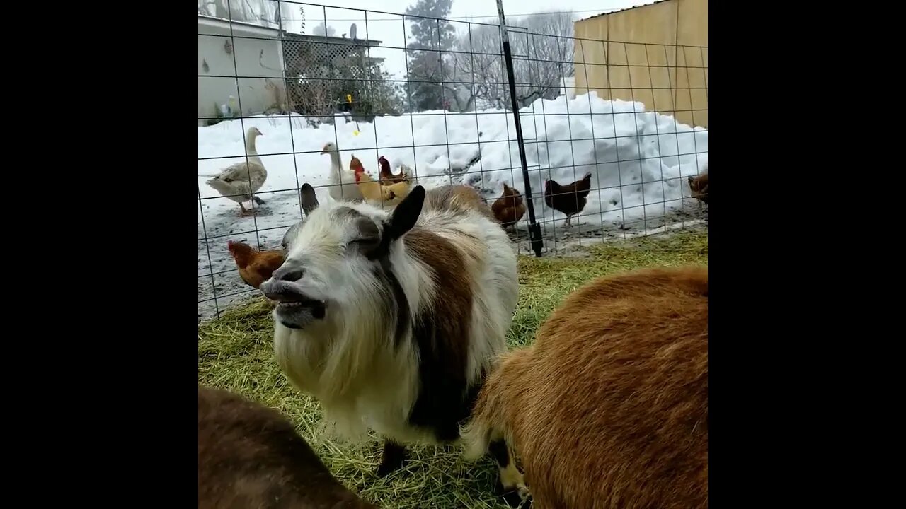 #goats #cute #farmanimals #funny #farm