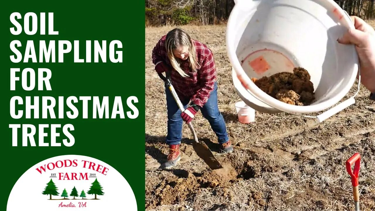 Soil Sampling For Nutrient Analysis - Growing Christmas Trees #235