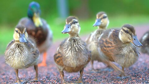 When I Go to the Pond the Ducklings Be Like.