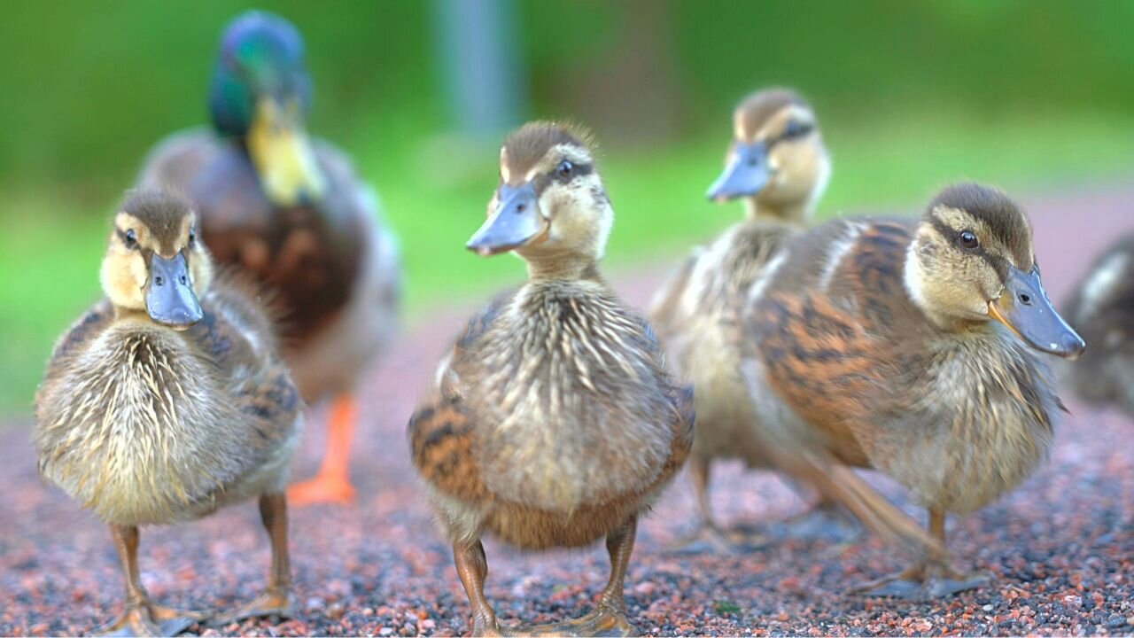 When I Go to the Pond the Ducklings Be Like.