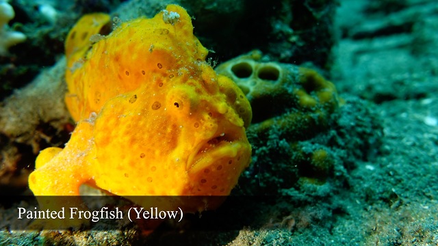 Rare footage of Warty Frogfish brilliantly hunting prey