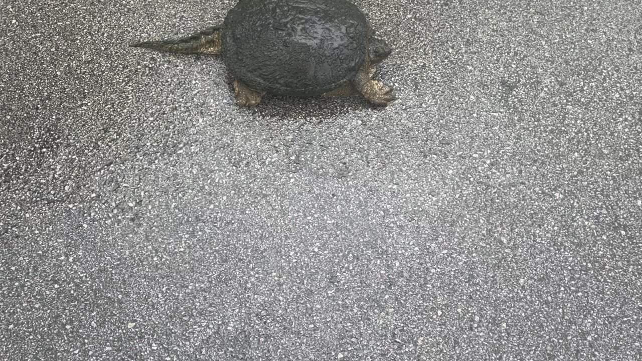 Huge American alligator snapping turtle