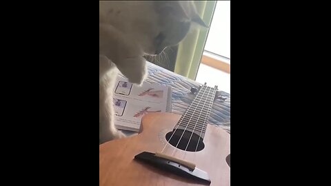 Cat Figures Out How To Play Guitar