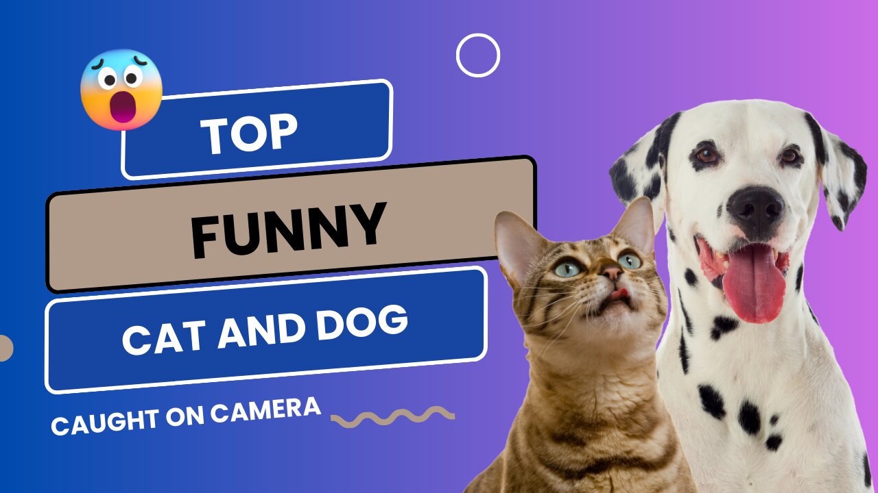 Laugh Out Loud with Funny Animal Videos 2023: Hilarious Dogs and Cats Moments 😁