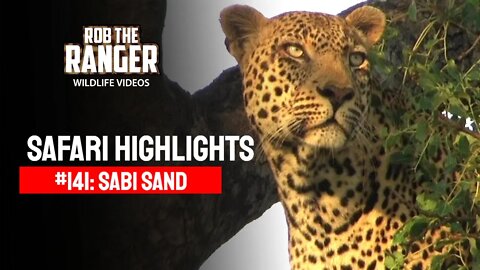 Safari Highlights #141: 14 - 18 April 2012 | Sabi Sand Nature Reserve | Latest Wildlife Sightings