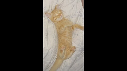 My cat sleeping