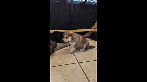 Bandit at 3.5 weeks old