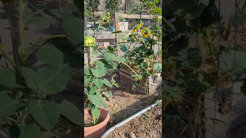 Cleaning up the raised garden beds! #raisedbeds #garden #homestead #homesteading #smallfarm