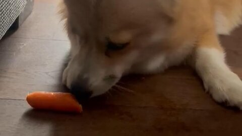 Long ears haunt me. Corgis and carrots? Reality and Dreams. Am i -Lola vegetarian?