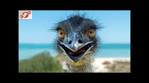 Funny animals video Full of comedy