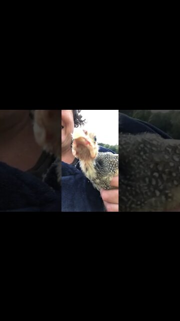Baby guinea fowl with injured wing enjoys sunshine