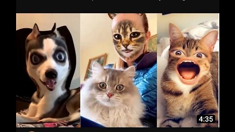 Pets try on snapchat filter-Funny pets reaction pets tik tom compilation