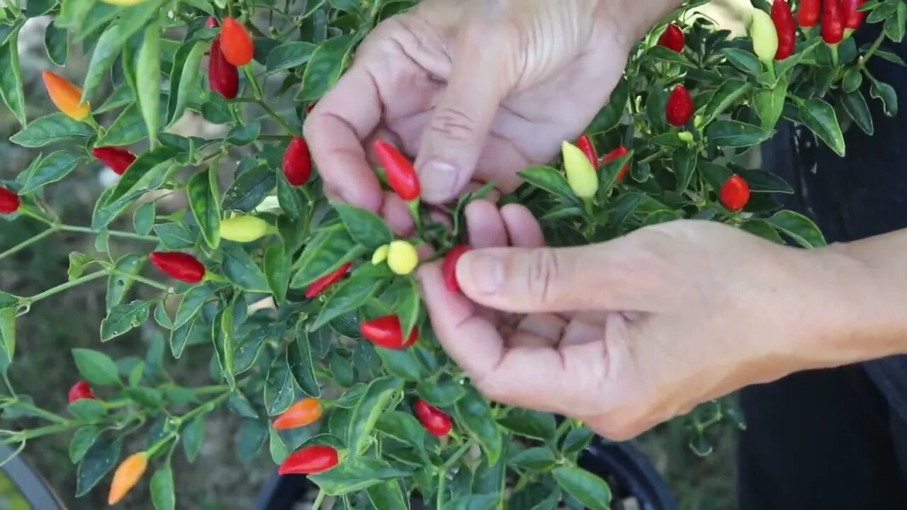 How to get 90% germination of pepper seeds