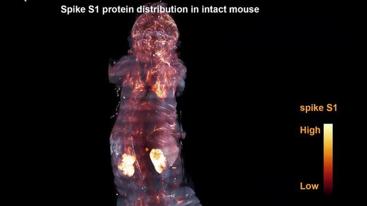 CT Scan of Mouse Shows Dispersal of Spike Proteins💉🐀