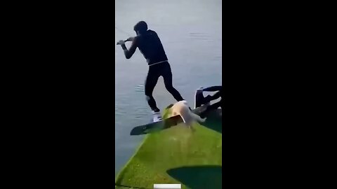 Funny Animal Videos Of The Day 😂😂 #fyp #memes #memedaily #dankmemes Funny Animal Videos Of The Day