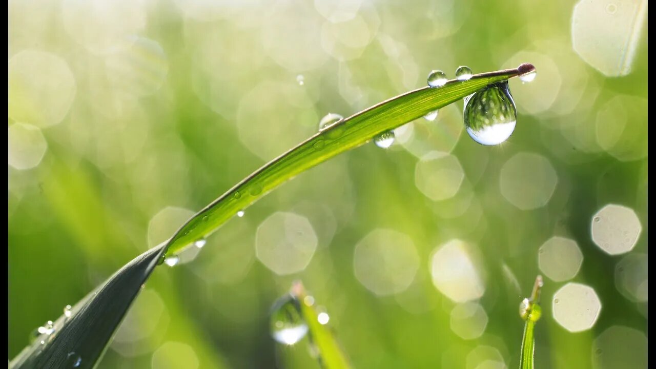 9. Hosea 14 - Spiritual Dew From God (Audio) - Ted Hough