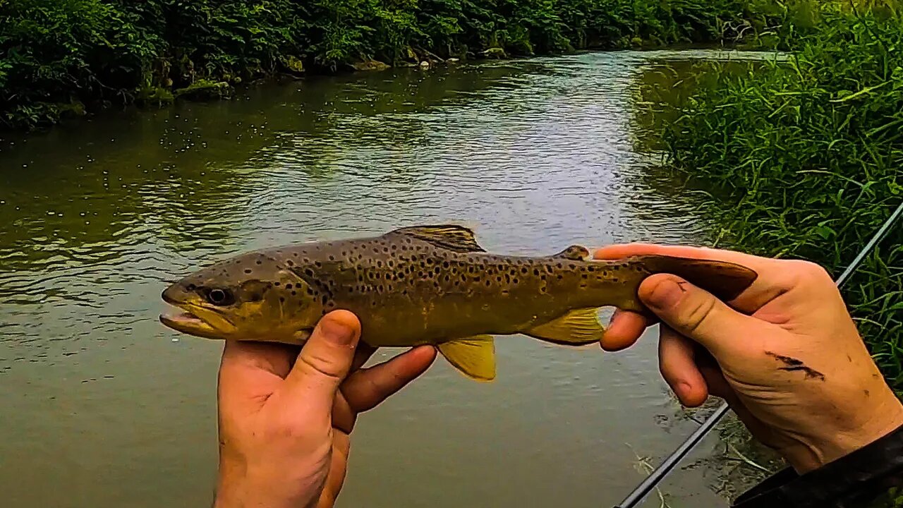 Catching BROWN TROUT on a Rapala Countdown