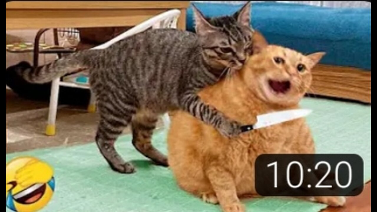 Funny animals 🤣🤣🤣😂😂😂😂😂