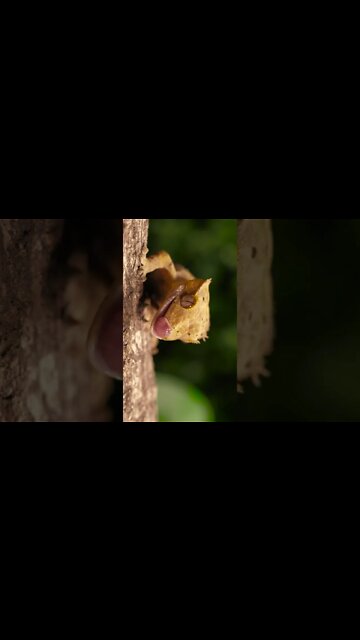 NO REINO DOS ANIMAIS.