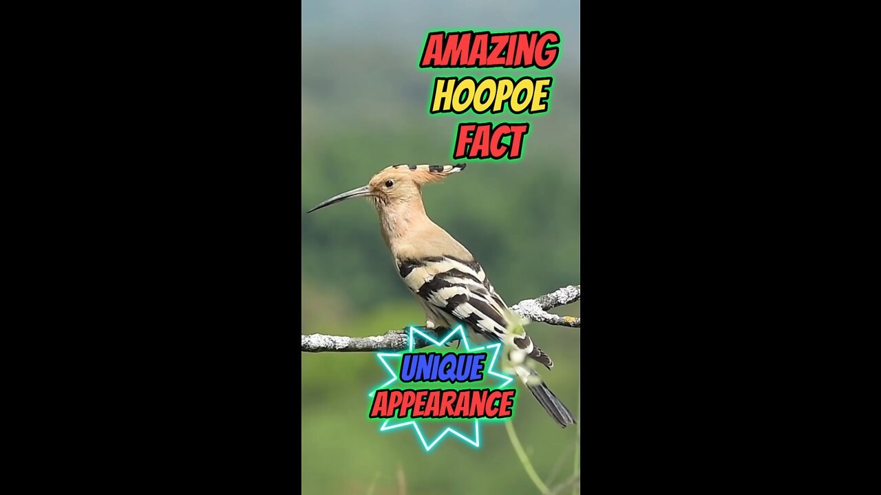 Amazing Hoopoe Fact | Unique Appearance