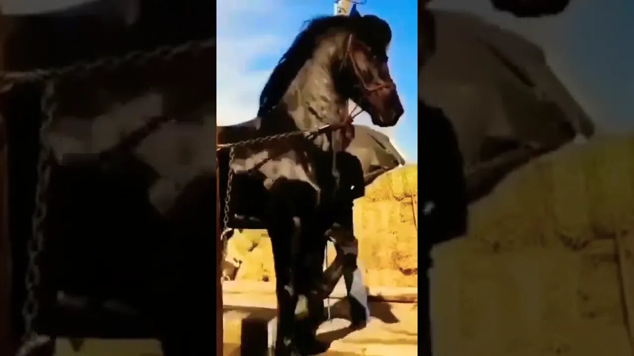 horse