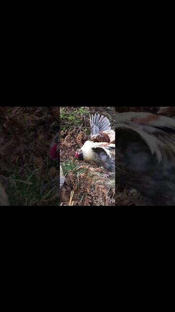 Free range chickens led me to find missing goose. That’s another video!