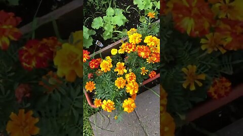 Monday Garden Report in southern Michigan #monday #gardentour #growyourownfood #america #july2023 