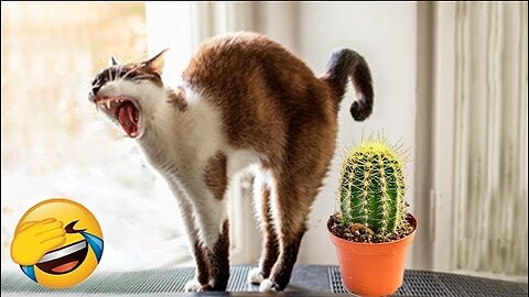 Epic Animal Fails - New Funny Cat and Dog Videos Compilation / Funny Videos