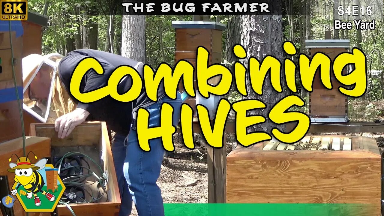 The Purple Smash | Combining two beehives into one bee barn. #beekeeping #insects #8K