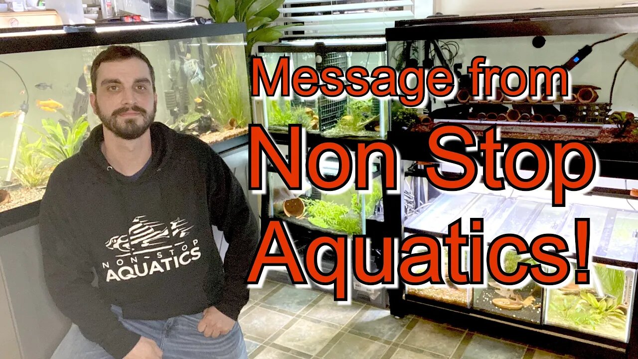 Message From Non Stop Aquatics #ZebraPleco #Angelfish #Discus #Pleco #Breeding