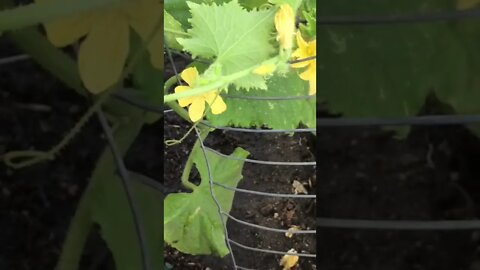 Zucchini & Cucumber Plants Seedling / Vegetative / Flower