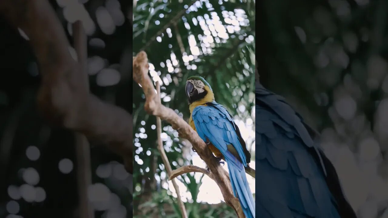 Yeh Kiska Pet Macow Udd ke aagaya | Subscribe channel to Find her Owner ❤️😭 #shorts #parrot #macow