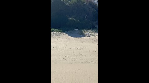 Dogs in the beach