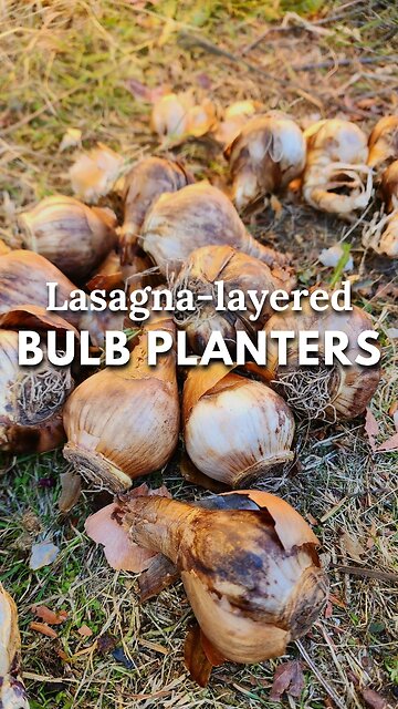 🌷Fall Bulb Lasagna Planter Made Easy 😀