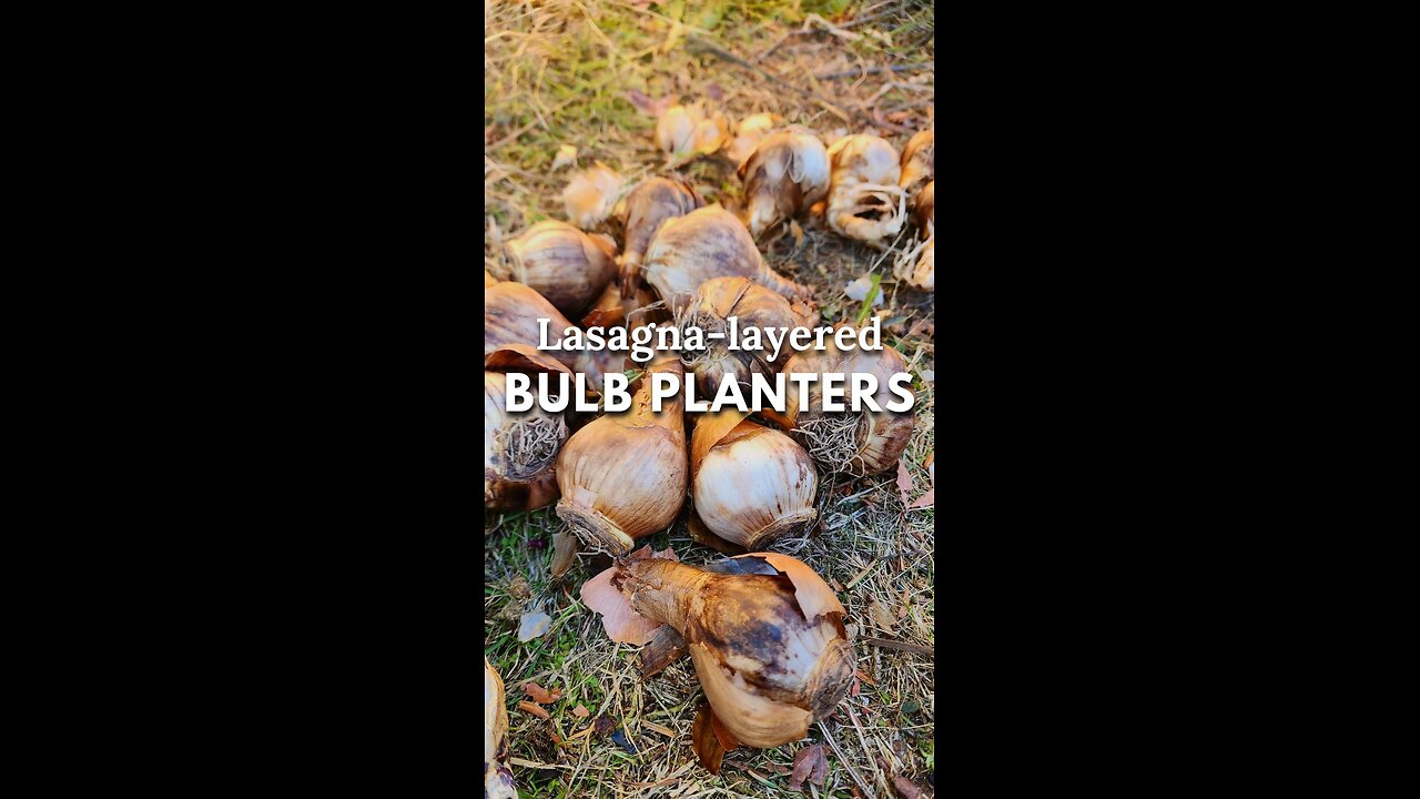 🌷Fall Bulb Lasagna Planter Made Easy 😀